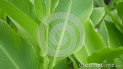 Mur de feuille de banane Grandes feuilles vertes fraîches tropicales de bananier Fond exotique tropical naturel banque de vidéos Mur de feuille de banane Grandes feuilles vertes fraîches tropicales de bananier Fond exotique tropical naturel banque de vidéos