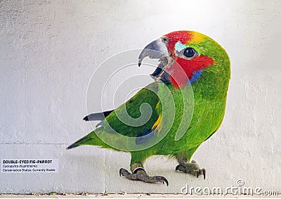 Mural on a wall in a tunnel in the Dallas City Zoo featuring a Double-eyed Fig-parrot. Editorial Stock Photo