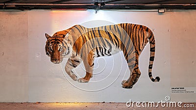 Mural on a wall in a tunnel in the Dallas City Zoo featuring a Malayan Tiger. Editorial Stock Photo