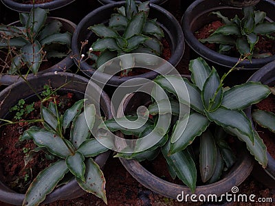 Murdannia loriformis Bright star plant in a garden Stock Photo