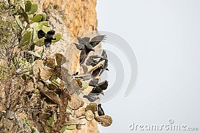 Murder of crows on indian figs Stock Photo