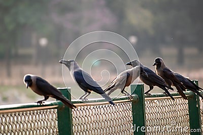 A murder of crows perched on a lakeside fence Stock Photo