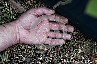Murder in the woods. The hand of a dead man in the forest needles. Violent attack. Victim of crime Stock Photo