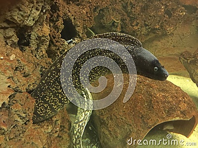 Murena sea animal to aquarium Stock Photo