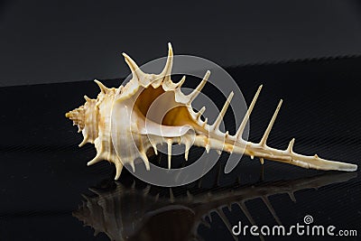 Murex trapa Beautiful sea shell on a black background Stock Photo