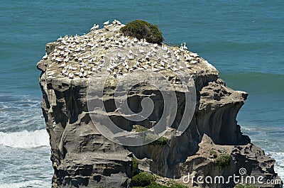 Muriwai gannet colony - New Zealand Stock Photo