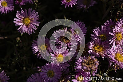 The murmur fly sits on a purple flower Stock Photo