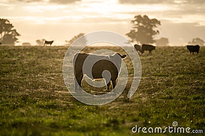 Murray Grey, Angus and cattle grazing on beautiful pasture Stock Photo