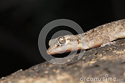 Murray's House Gecko, Hemidactylus murrayi Stock Photo