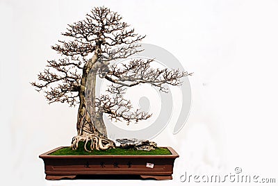 Murraya exofica Linn bonsai Stock Photo