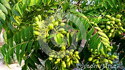 Murraya koenigii curry plant green fruits Stock Photo