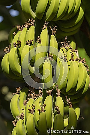 Musa acuminata is a species of banana native to Southeast Asia. Stock Photo