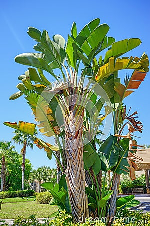 Musa basjoo, Japanese Banana tree Stock Photo