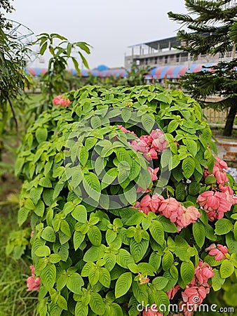 Musanda Plant and pink colour flowers Stock Photo