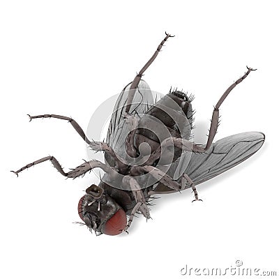 Musca domestica - common fly Stock Photo
