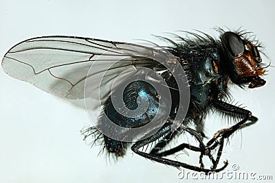 Musca domestica Stock Photo