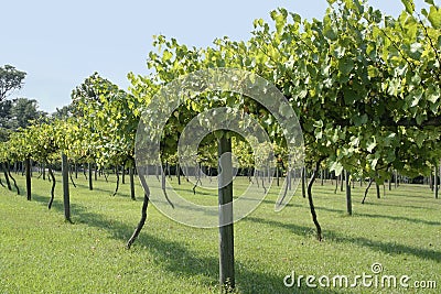 Muscadine Grape Vineyard Stock Photo