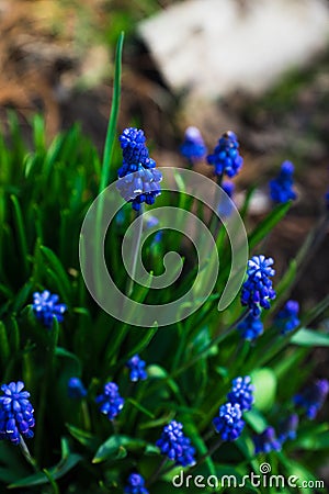 Muscari armeniacum Blue Grape Hyacinth blooming in the garden Stock Photo