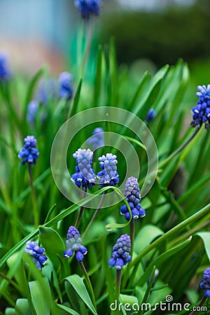Muscari armeniacum Blue Grape Hyacinth blooming in the garden Stock Photo