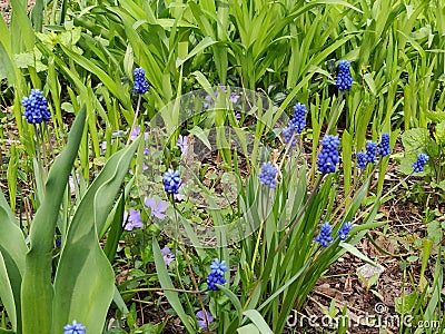 Muscari armeniacum botryoides or grape hyacinth Stock Photo