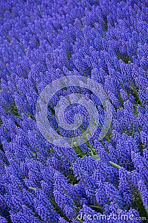 Muscari armeniacum or grape hyacinth Stock Photo