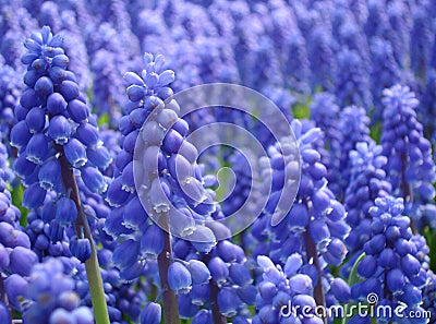 Muscari armeniacum or grape hyacinth Stock Photo