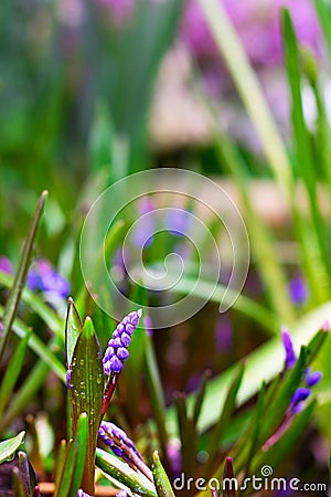 Muscari armeniacum grape hyacinth blooms in early spring. Violet flower Muscari on the background of defocused green garden and Stock Photo