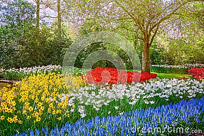 Muscari Armeniacum, Narcissus and Tulips Flowerbed Stock Photo