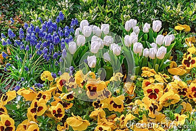 Muscari Armeniacum, Pansies and Tulips Flowerbed Stock Photo