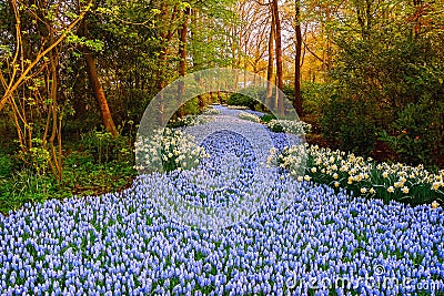 Muscari Armeniacum river Stock Photo