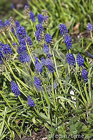 Muscari armeniacum Stock Photo