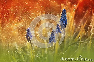 Muscari Armeniacum in watter drops Stock Photo