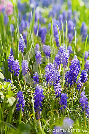 Muscari. Blue spring flower, Grape Hyacinth, Muscari racemosum Stock Photo