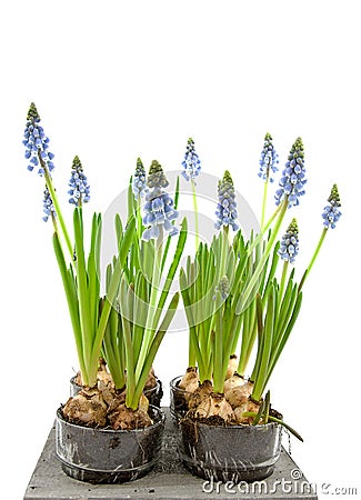 Muscari botryoides flowers Stock Photo