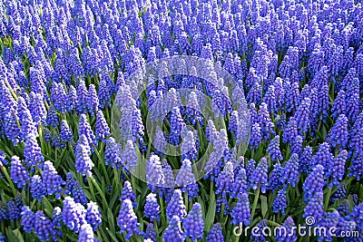 Muscari flowers, Muscari armeniacum. Summer, morning Stock Photo