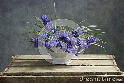 Muscari flowers Stock Photo