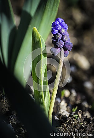 Muscari - Grape Hyacinth - Budding Stock Photo