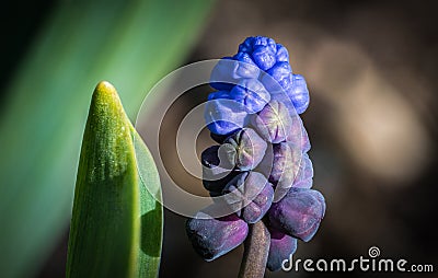 Muscari - Grape Hyacinth - Budding Stock Photo