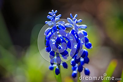 Muscari - grape hyacinth flowers with water drops in a close up Stock Photo