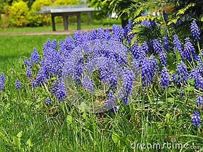 Muscari - grape hyacinth, spring Stock Photo