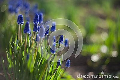 Muscari Hyacinthus blue flowers with green leaves closeup growing in the garden. The natural background. Stock Photo