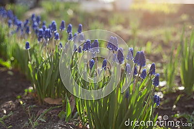 Muscari Hyacinthus blue flowers with green leaves closeup growing in the garden. The natural background. Stock Photo