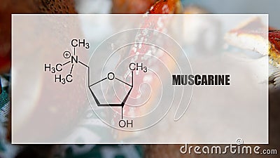 Muscarine as one of the psychedelic ingredients in the fly agaric. Psychoactive substances in amani muscaria Stock Photo