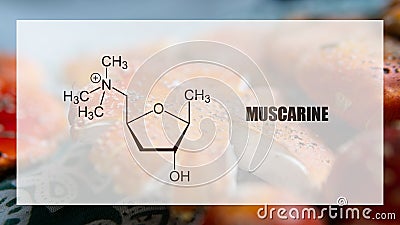 Muscarine as one of the psychedelic ingredients in the fly agaric. Psychoactive substances in amani muscaria Stock Photo