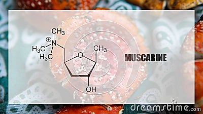 Muscarine as one of the psychedelic ingredients in the fly agaric. Psychoactive substances in amani muscaria Stock Photo