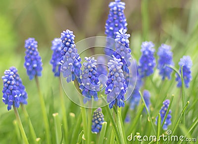 Muscary is common spring flowers blooming in May in small gardens. Stock Photo