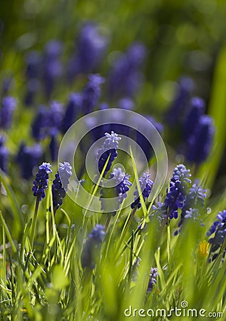 Muscary in the garden Stock Photo