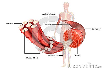 Muscle Anatomy Stock Photo