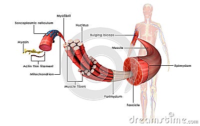 Muscle Anatomy Stock Photo