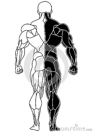Muscle bodybuilder skeleton back view Vector Illustration